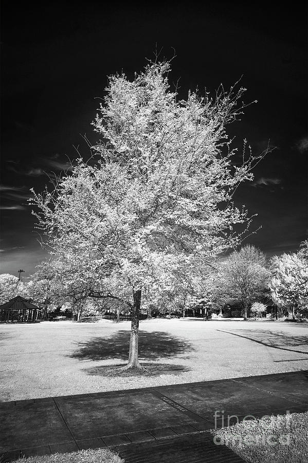 Urban Tree In Infrared Photograph