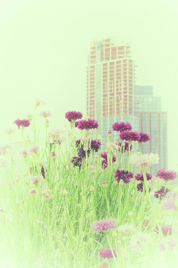 Urban Wild Flower Dream Photograph by Cate Franklyn Urban Wild Flower Dream Photograph by Cate Franklyn