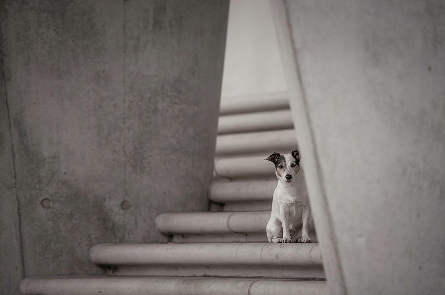 Dogs Photograph - Urbanity by Heike Willers Dogs Photograph - Urbanity by Heike Willers