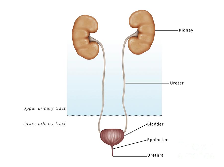 The urinary system and anterior view of urinary organs [8]. | Download  Scientific Diagram