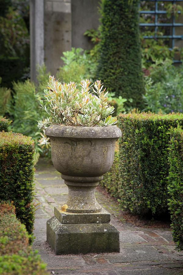 Urn In Topiary Garden Photograph by Sibylle Pietrek