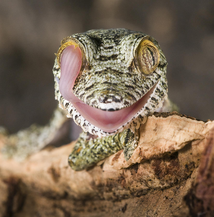 Gecko Photograph - Uroplatus Fimbriatus by Thor Hakonsen