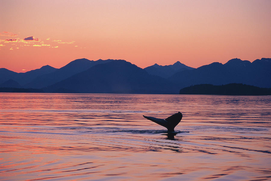Usa, Alaska, Humpback Whale With Tail Photograph by Johnny Johnson