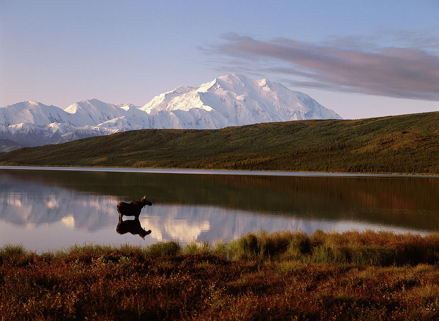 Usa, Alaska, Moose Alces Alces Standing Photograph by Johnny Johnson