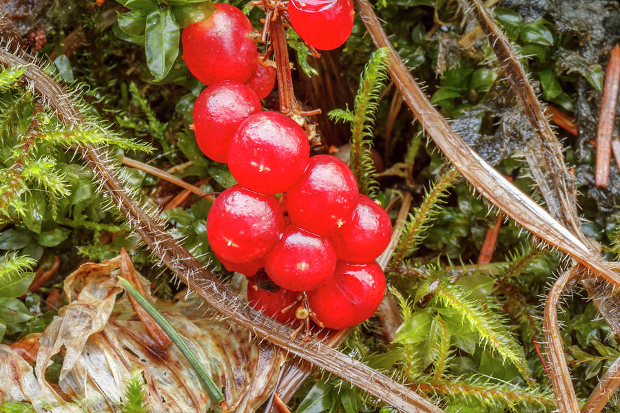 Alaska Photograph - USA, Alaska Red Berries Against Moss by Margaret Gaines