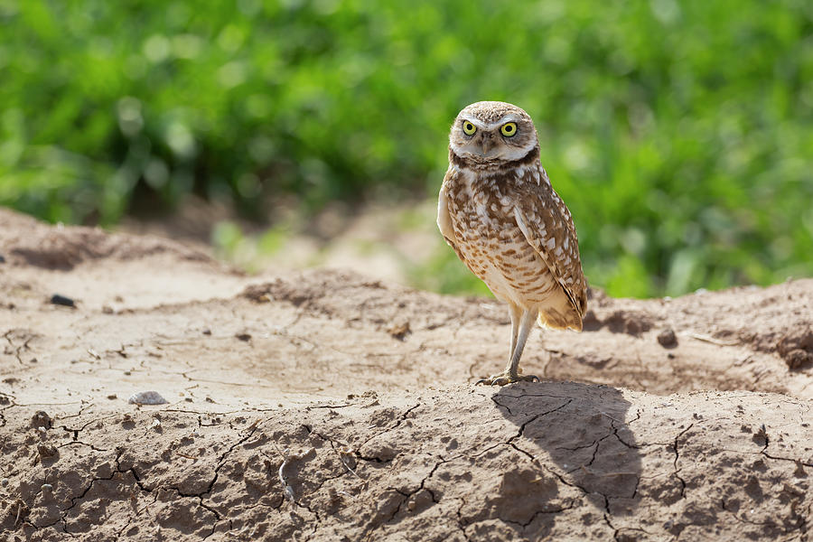 USA, Arizona Burrowing Owl Close-up Photograph by Jaynes Gallery - Fine ...