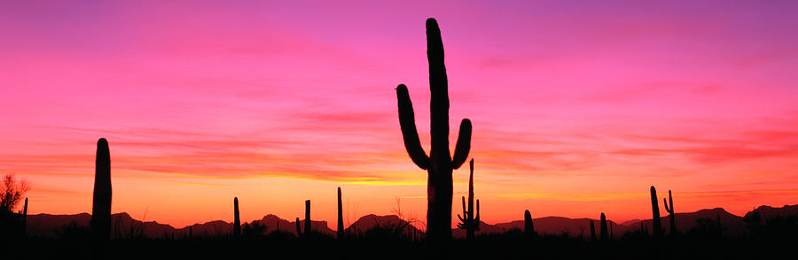 Usa, Arizona, Organ Pipe National Photograph by Robert Glusic Usa, Arizona, Organ Pipe National Photograph by Robert Glusic
