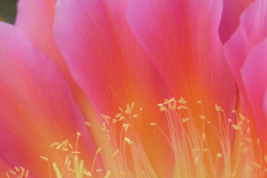 Flowers Still Life Photograph - USA, Arizona Torch Cactus Bloom Close-up by Jaynes Gallery