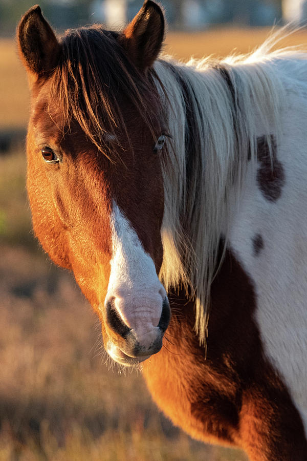 Assateague Island National Seashore Photograph - USA, Assateague Island, Pony by George Theodore Assateague Island National Seashore Photograph - USA, Assateague Island, Pony by George Theodore