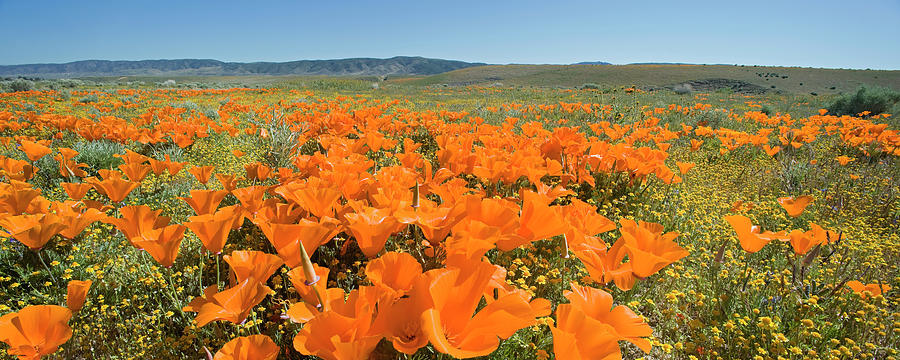 Usa, California, Antelope Valley by Siegfried Layda