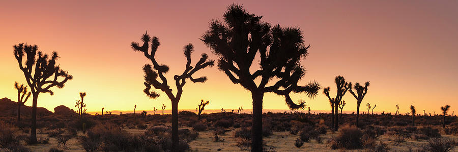 Usa, California, Joshua Tree National Park, Mohave Desert, Joshua Tree (yucca Brevifolia) Digital Art by Markus Lange