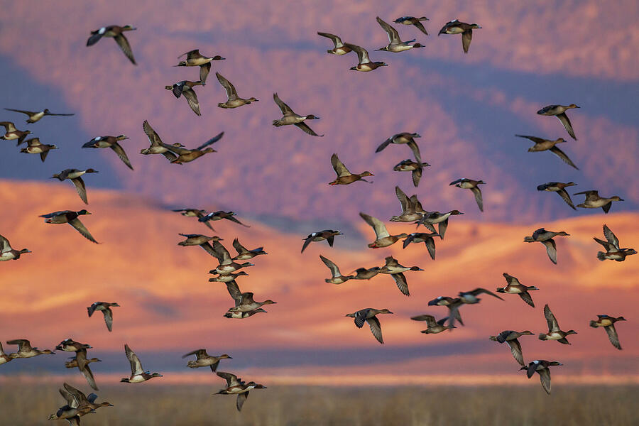 USA, California, Klamath Basin National Photograph by Ken Archer USA, California, Klamath Basin National Photograph by Ken Archer