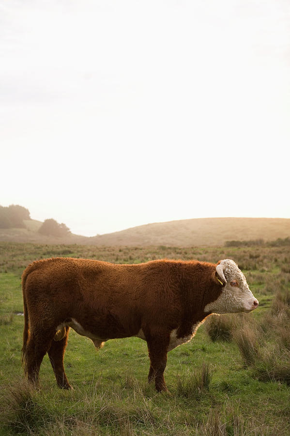 Usa, California, Napa, Cow In Field Photograph by Ray Kachatorian