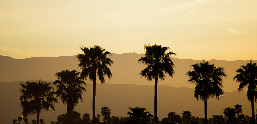 Usa, California, Palm Springs, Palm Photograph by Tetra Images
