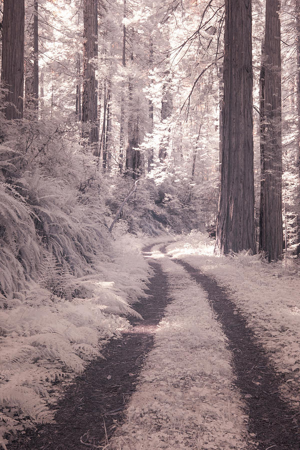 Redwood National Park Photograph - USA, California Redwood National Park by Terry Eggers
