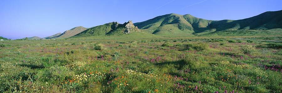 Usa, California, Spring Flowers And Photograph by Visionsofamerica/joe Sohm