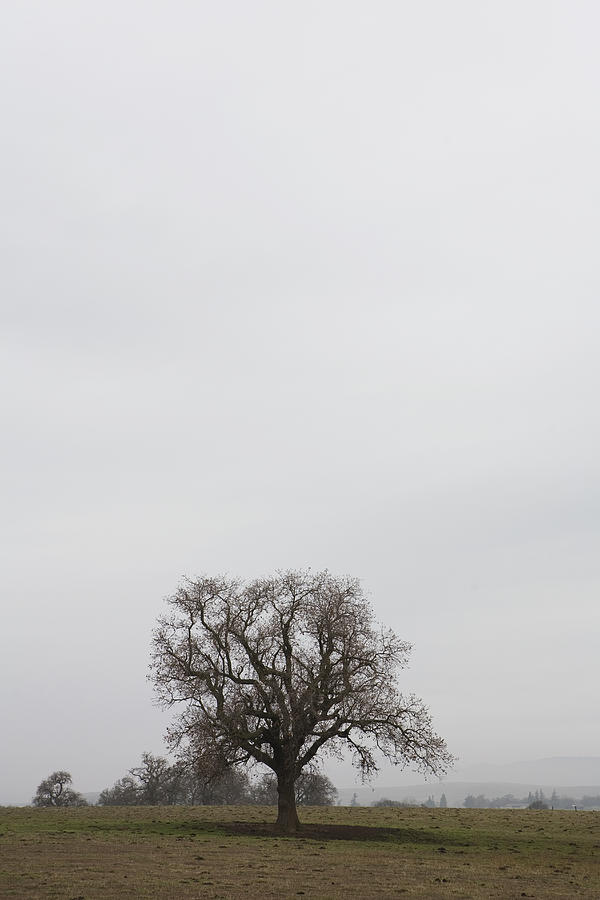 Usa, California, Yosemite, Tree In Field Photograph by Rod Morata