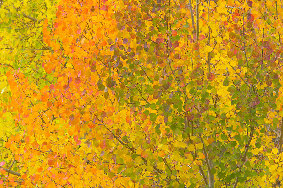 Usa, Colorado, Autumnal Aspen Trees Photograph by Eastcott Momatiuk