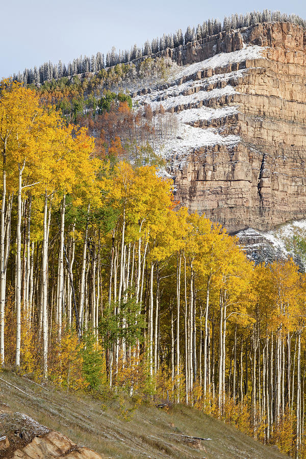Usa, Colorado, Birch Trees Digital Art by Tim Draper