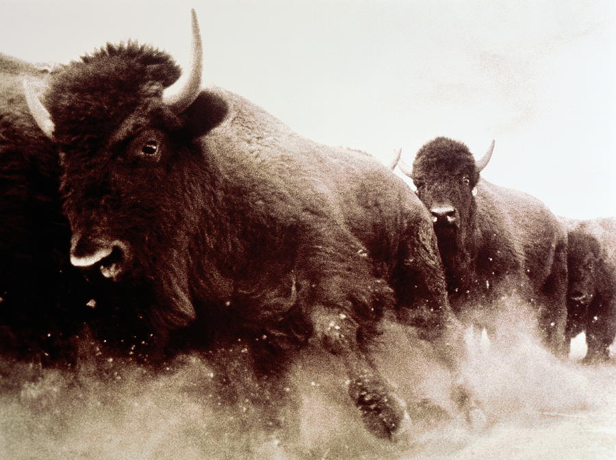 Usa, Colorado, Herd Of American Bison Photograph by James Balog Usa, Colorado, Herd Of American Bison Photograph by James Balog