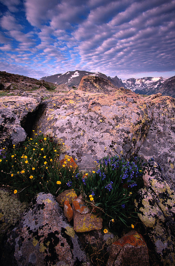 Usa, Colorado, Rocky Mountain Np Photograph by Art Wolfe