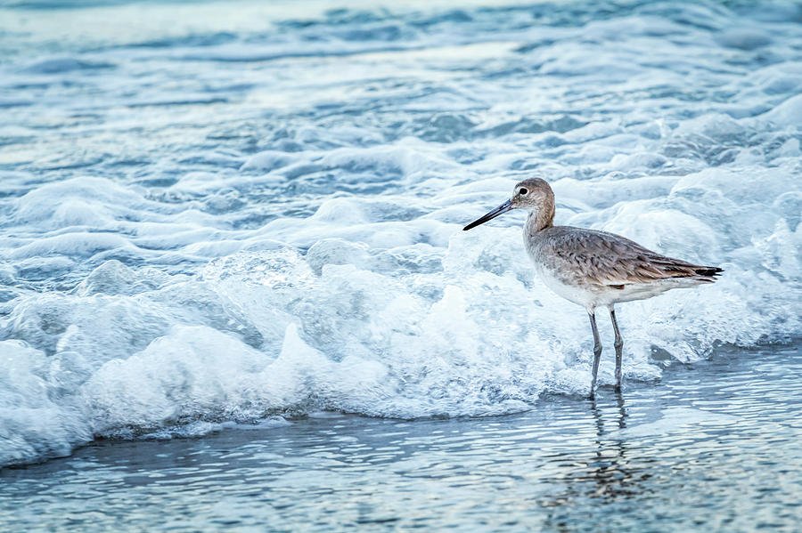 Sunset Photograph - USA, Florida A Willet, Tringa by Margaret Gaines