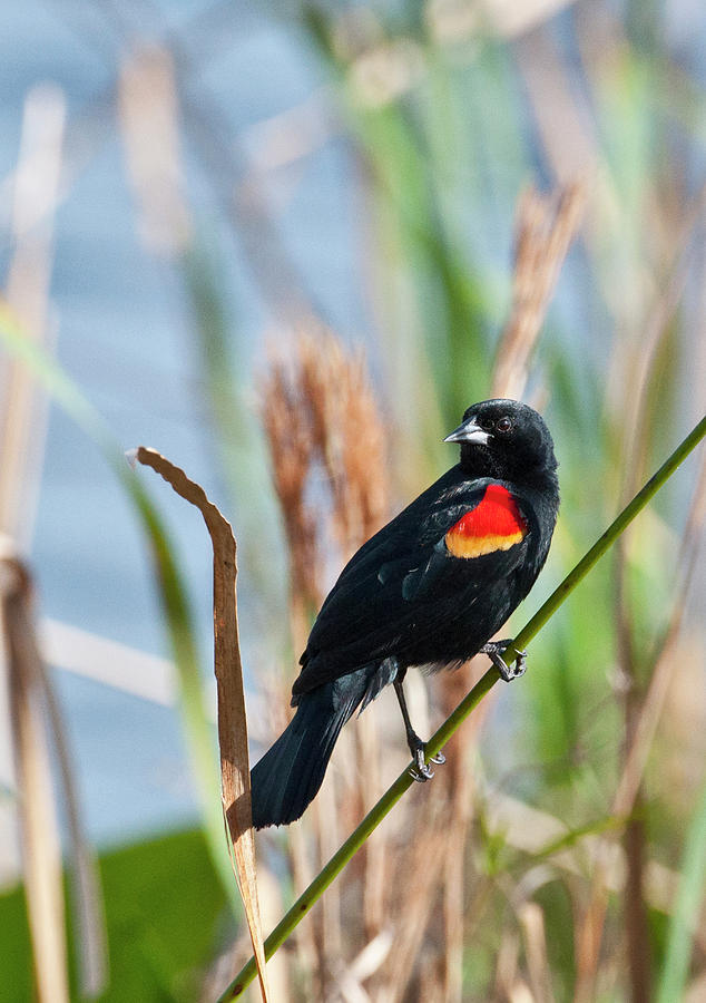 Blackbird Photograph - USA, Florida, Clewiston, Sta 5 by Bernard Friel