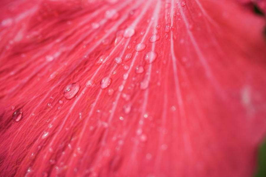 Usa, Florida, Close-up Hibiscus Petal Photograph by Kristin Lee