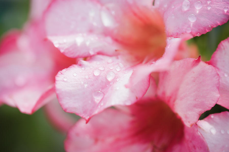 Usa, Florida, Flowers With Raindrops Photograph by Kristin Lee