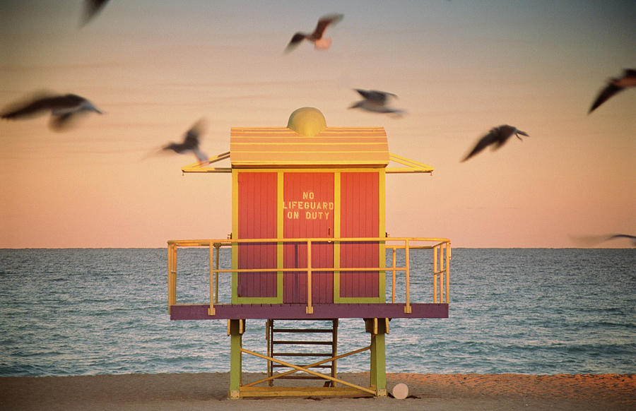 Usa, Florida, Miami, South Beach, Gulls Photograph by Peter Adams