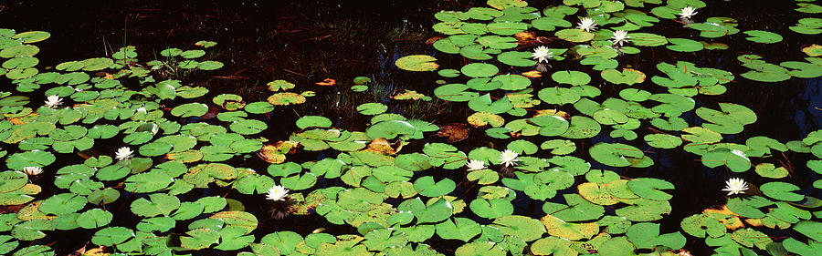 Usa Georgia Okefenokee National Photograph By Panoramic Images Fine