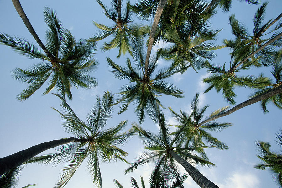 Usa, Hawaii, Big Island, Palm Trees Photograph by Paul Souders