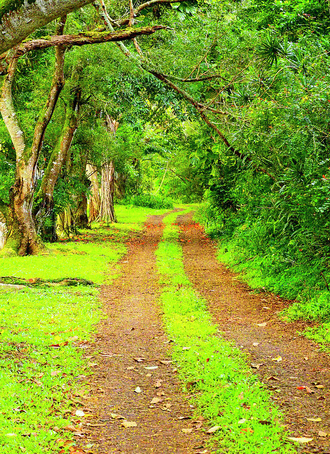 USA, Hawaii, Kauai, Gravel Tree Lined Photograph by Sylvia Gulin Fine