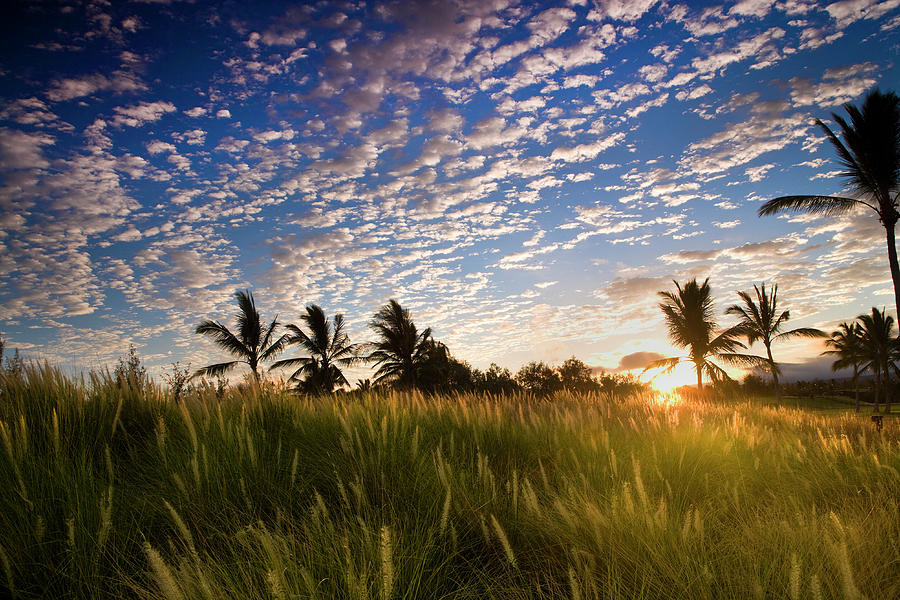 Usa, Hawaii, Kona, Sunrise Over Palm Photograph by Don Smith