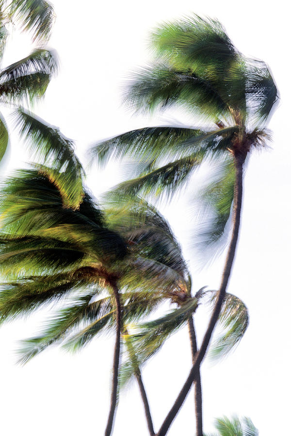 Usa Hawaii Oahu, Waikiki Beach, Coconut Photograph by Tropicalpixsingapore