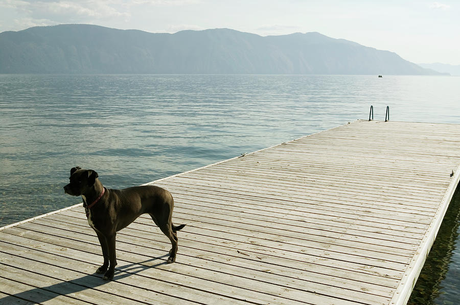 Usa, Idaho, Hope, Dog On Pier Photograph by Ronnie Kaufman