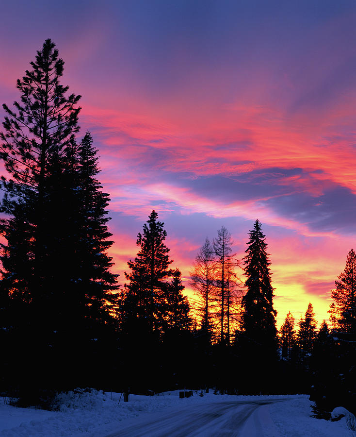 Usa, Idaho, Mccall, Silhouette Of Trees Photograph by Adam Crowley