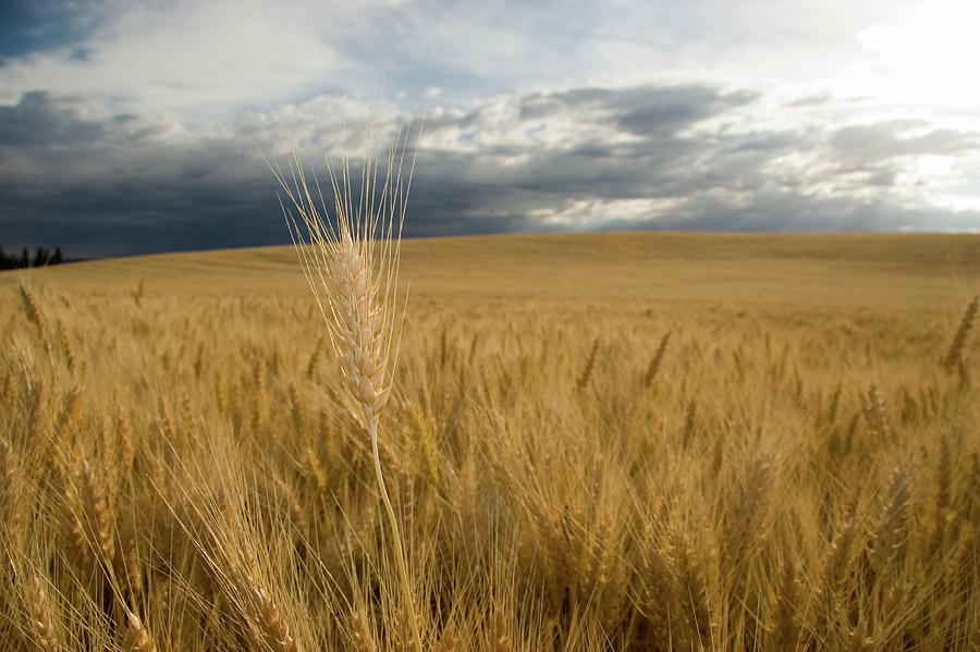 Usa, Idaho, Moscow, Wheat Field Photograph by Steve Lewis Stock