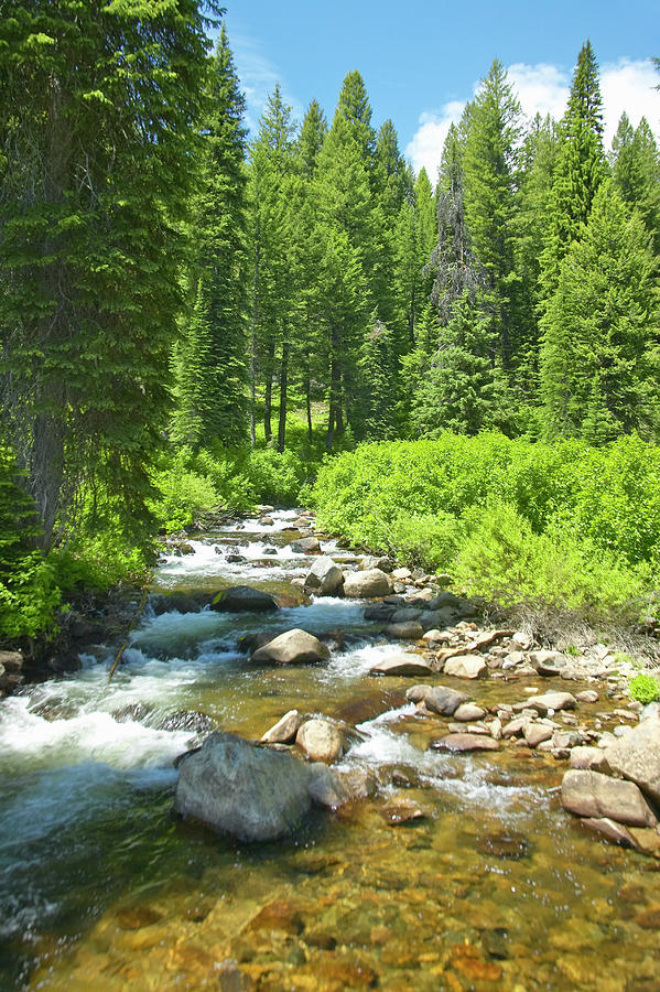 Usa, Idaho, Ponderosa Pines With Creek Photograph by Visionsofamerica/joe Sohm