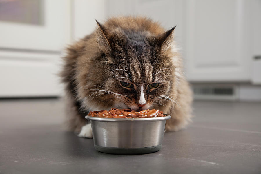 Usa, Illinois, Metamora, Cat Eating Photograph by Vstock Llc