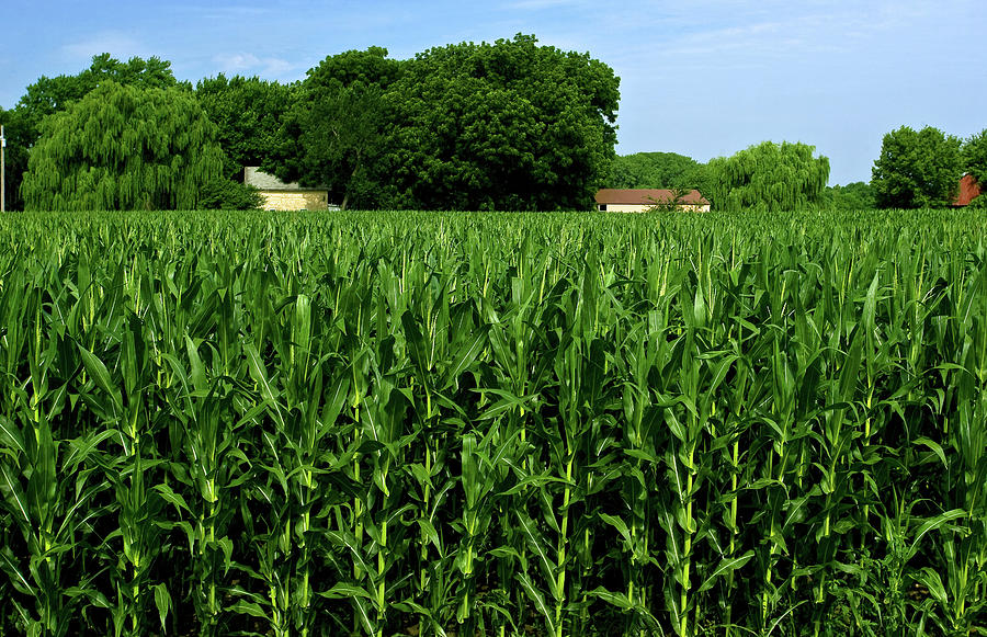 Usa. Kansas, Corn Field Digital Art by Claudia Uripos