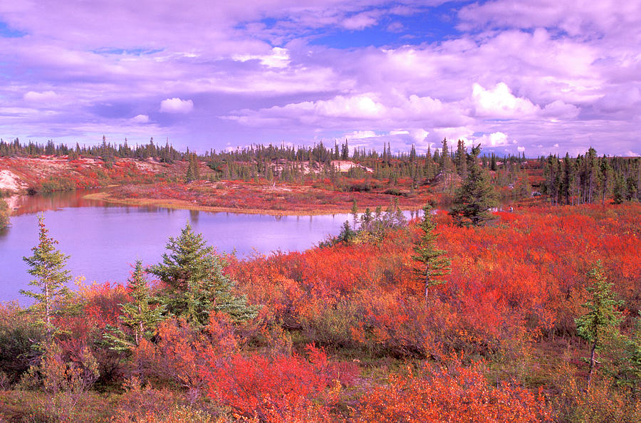 Usa, Maine, Acadia Natl. Park, Autumn Digital Art by Heeb Photos