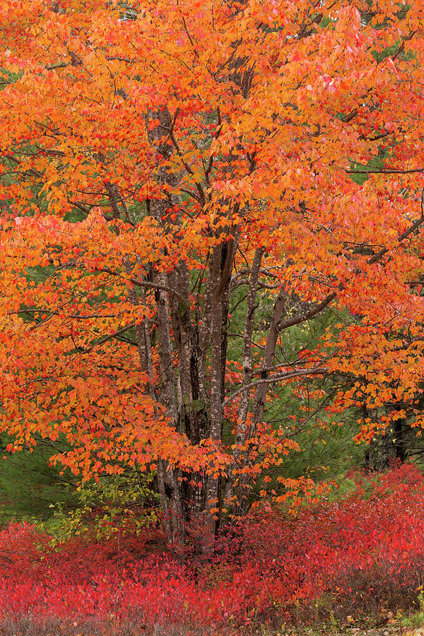 USA, Maine Autumn Tree With Red Photograph by Joanne Wells - Pixels