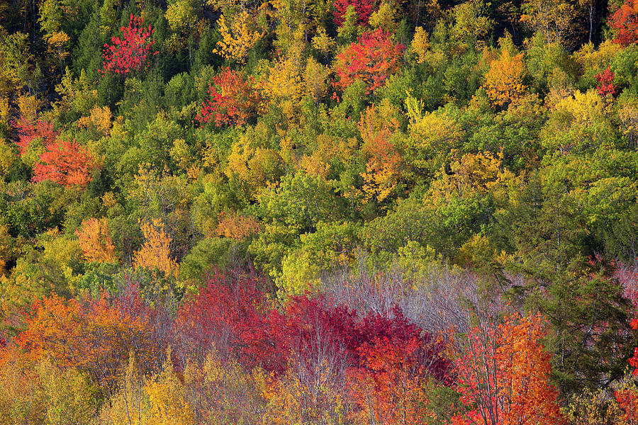 USA, Maine Fall Foliage In Acadia Photograph by Joanne Wells - Fine Art ...