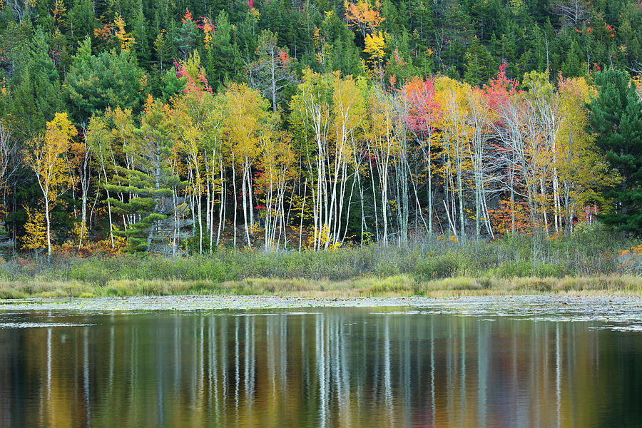 USA, Maine Fall Reflections At Beaver Photograph by Joanne Wells - Fine ...