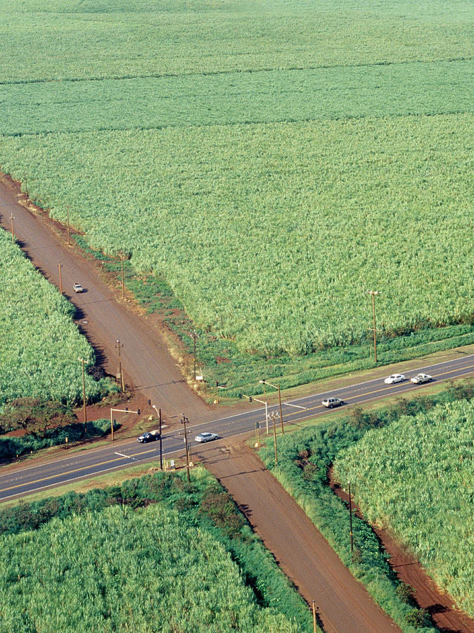 Usa, Maui, Hawaii, Crossroads In Field Photograph by Steven Puetzer