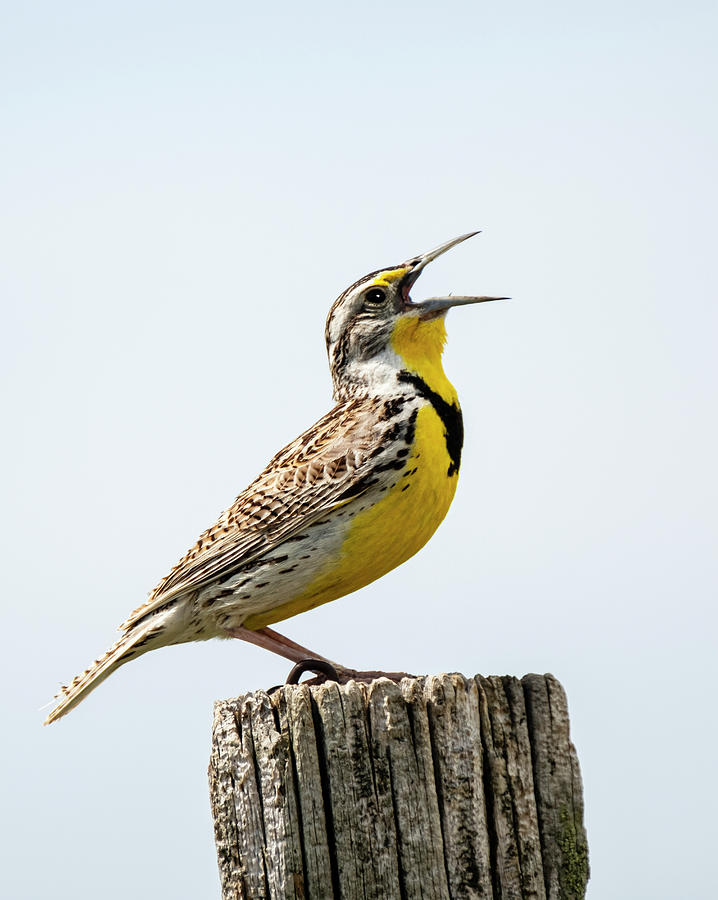 Wildlife Photograph - USA, Meadowlark, Bird by George Theodore