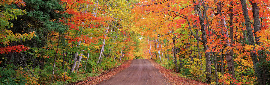 Tree Photograph - Usa, Michigan, Copper Harbor, Road by Panoramic Images