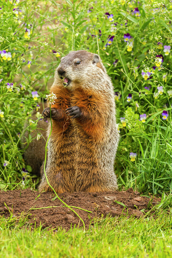 USA, Minnesota, Woodchuck Eating Photograph by Jaynes Gallery