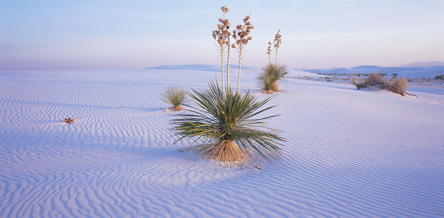 Usa, New Mexico, White Sands National Photograph by Paul Souders